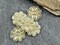 *6* 18mm Bronze Washed Milky White Crystal Daisy Flower Beads